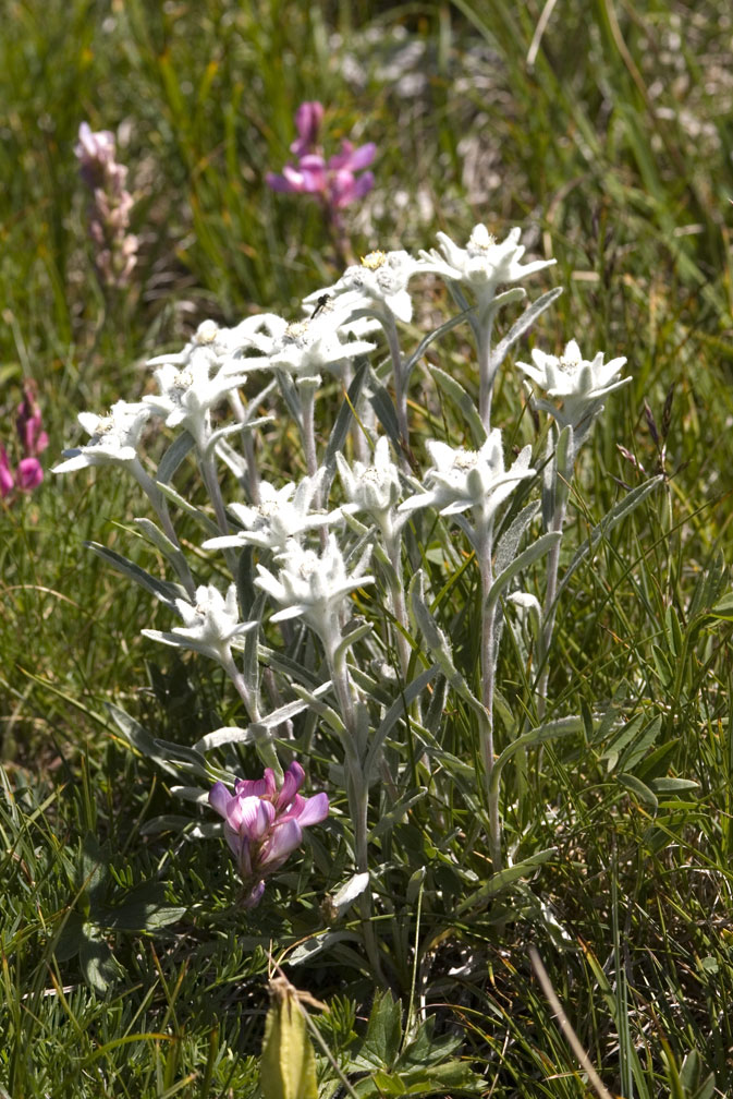 Leontopodium alpinum / Stella alpina